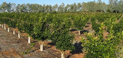 ایجاد 10 میلیون شغل پایدار با کمترین هزینه