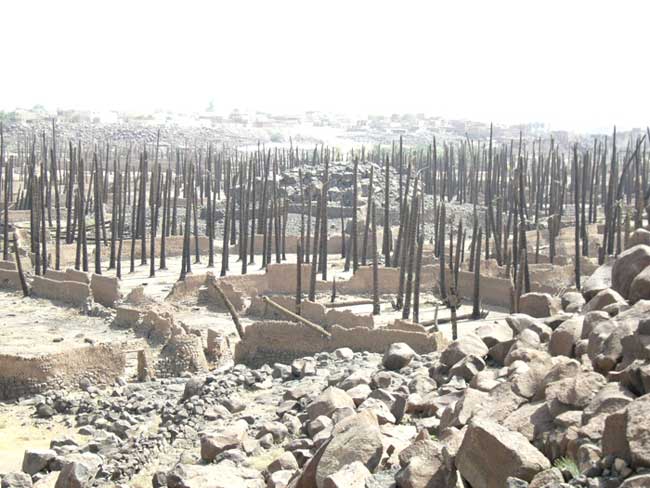 اقتصاد فاطمی و مدیریت باغ فدک با ۳.۵ برابر مساحت تهران!